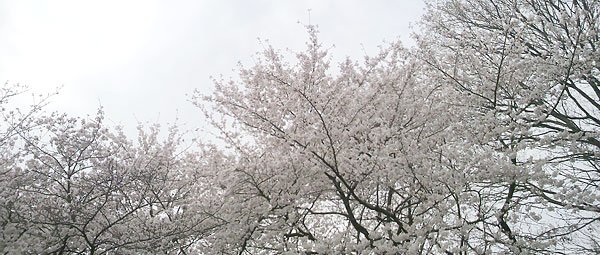 桜満開の日吉