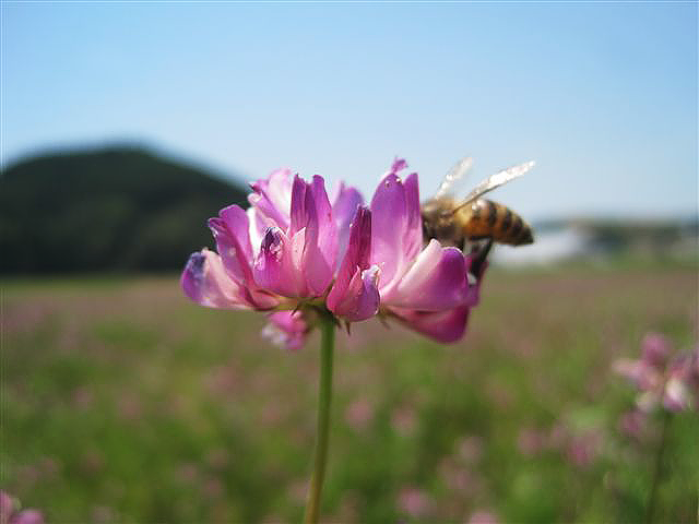 れんげ草にミツバチ