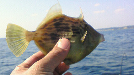 今日のワッペン