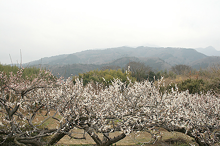 少林寺