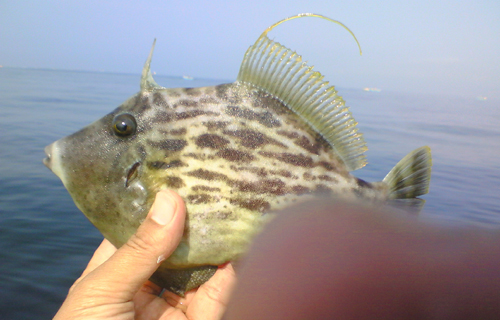 葉山のカワハギ