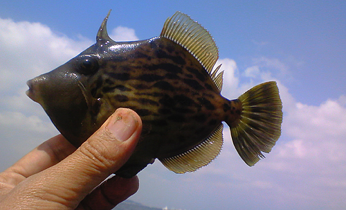 葉山のボート釣り