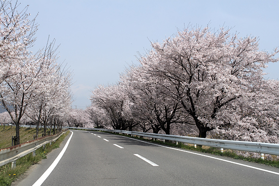 新境川の桜並木