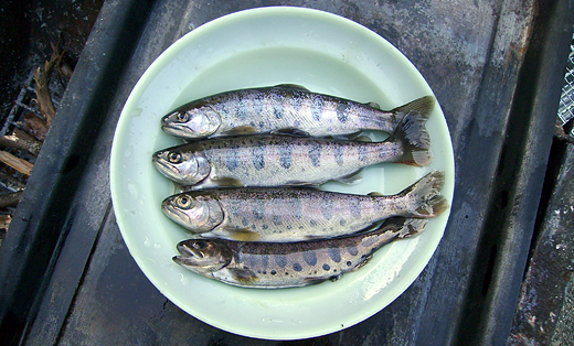 山女魚