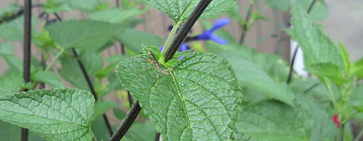 庭のカマキリ赤ちゃん