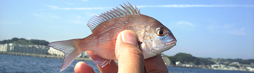 チダイの幼魚