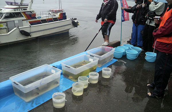 ラブメイタ稚魚放流