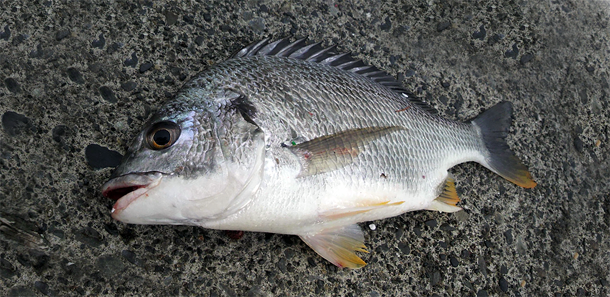 釣り仲間と釣り大会