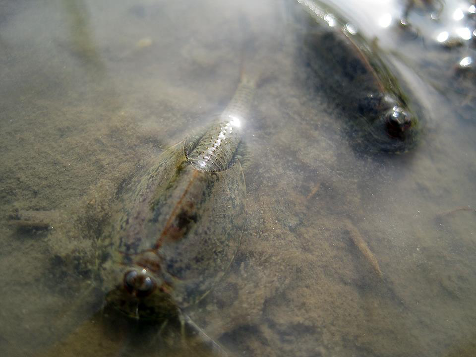 生息できないといわれているカブトエビ