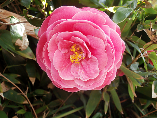 惜しげもなく花びらを開かせる椿