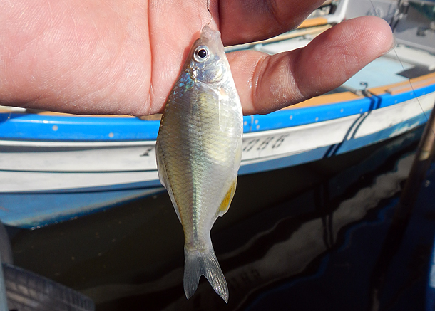 初のタナゴ釣果