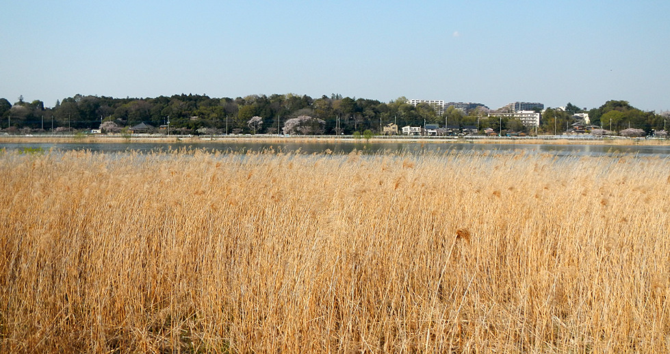 手賀沼の光景