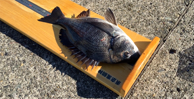 2枚も釣った、川崎新堤黒鯛釣りクラブ：加藤大介君