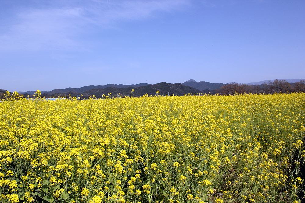 熊本県甲佐町から