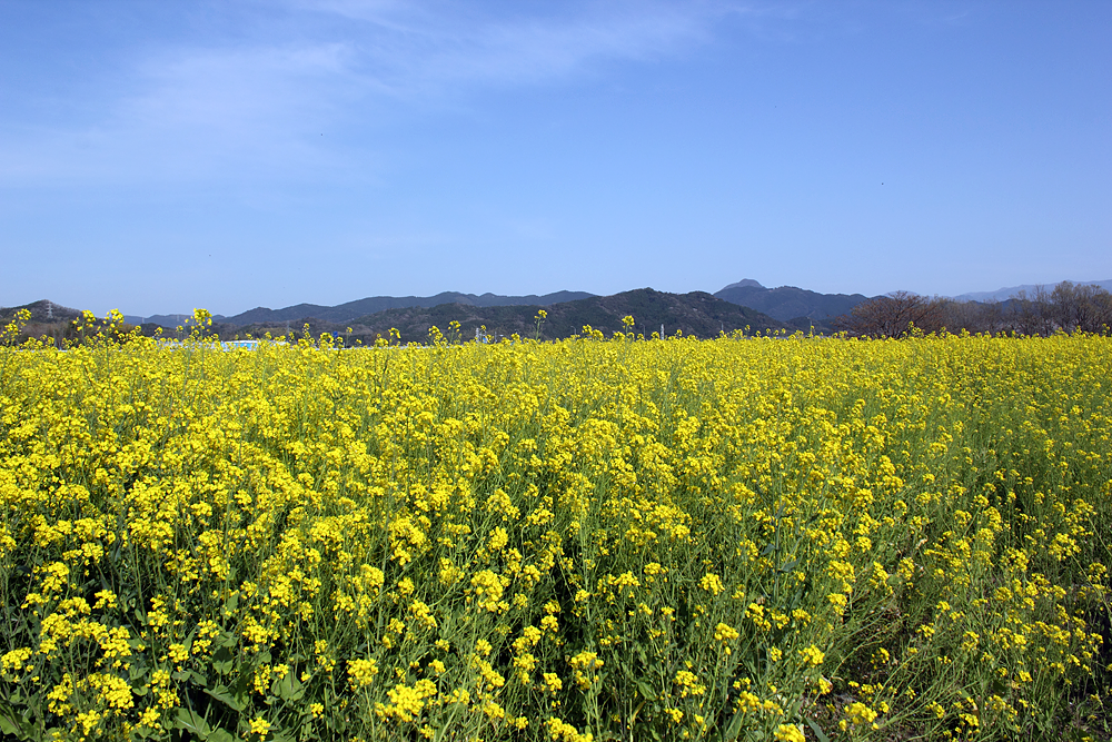 熊本県甲佐町から