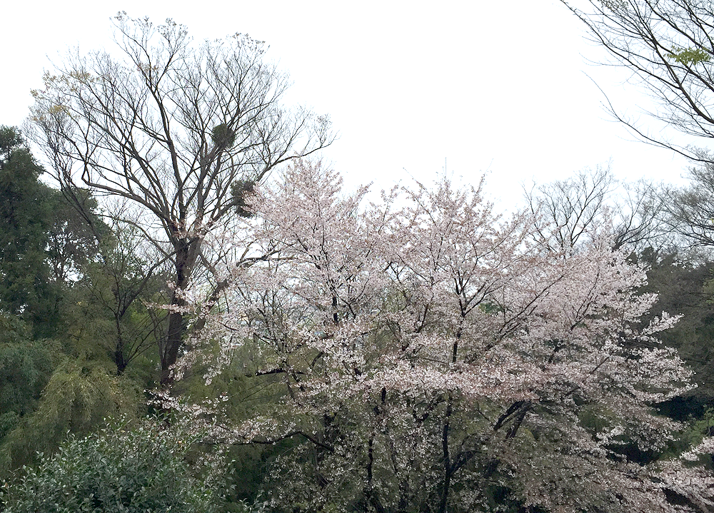 野川ふれあい公園の宿り木