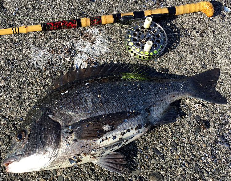 お正月3日、初釣り初釣果