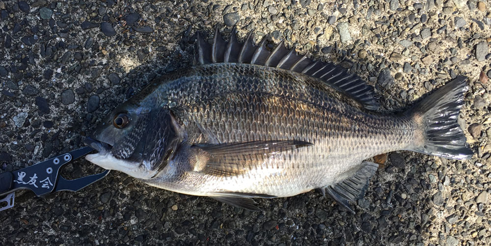 夏休みの釣り