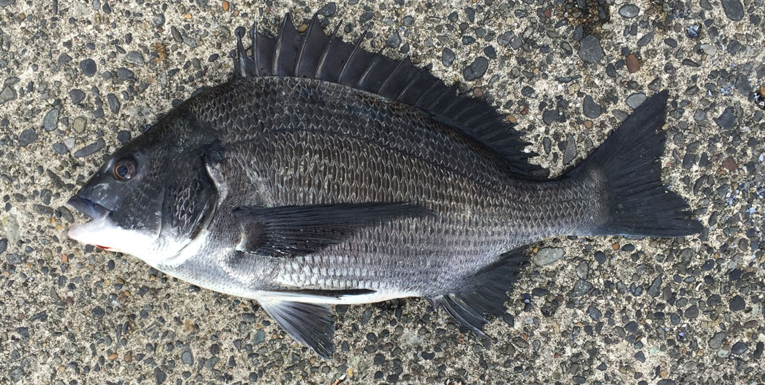 夏休みの釣り