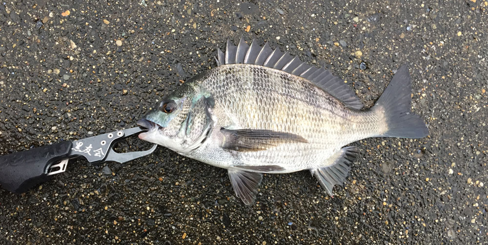 秋の黒鯛を食す