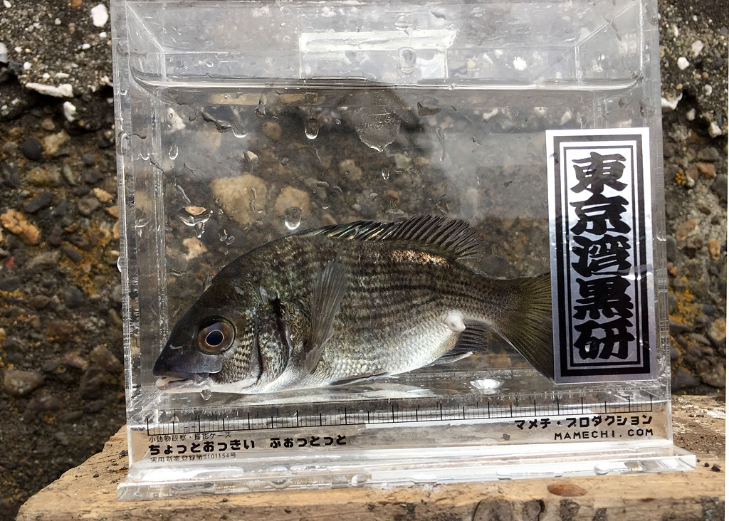 東京湾黒鯛研究会：稚魚放流