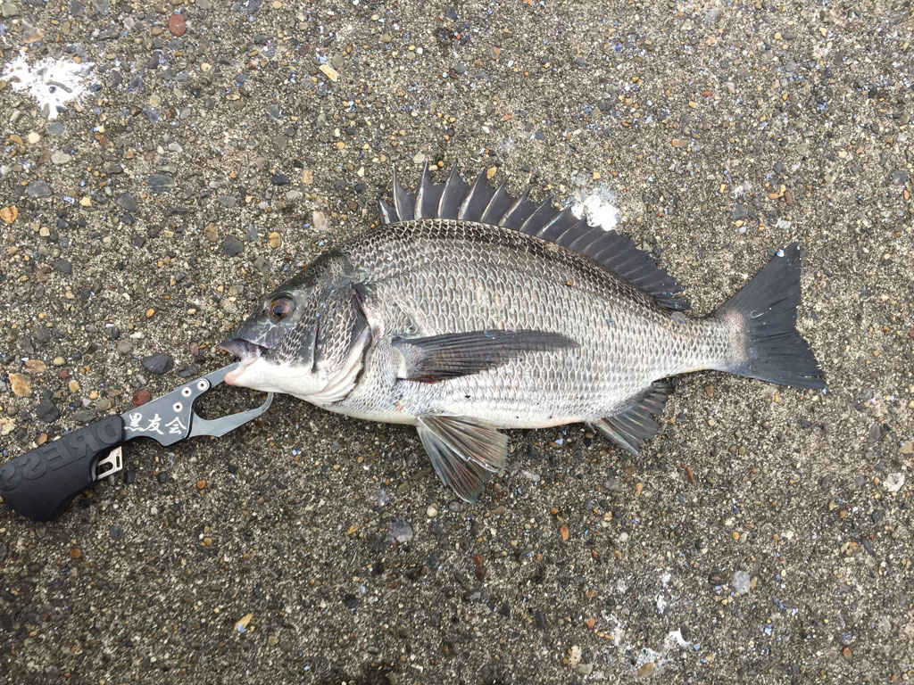 霜降のヘチ釣り