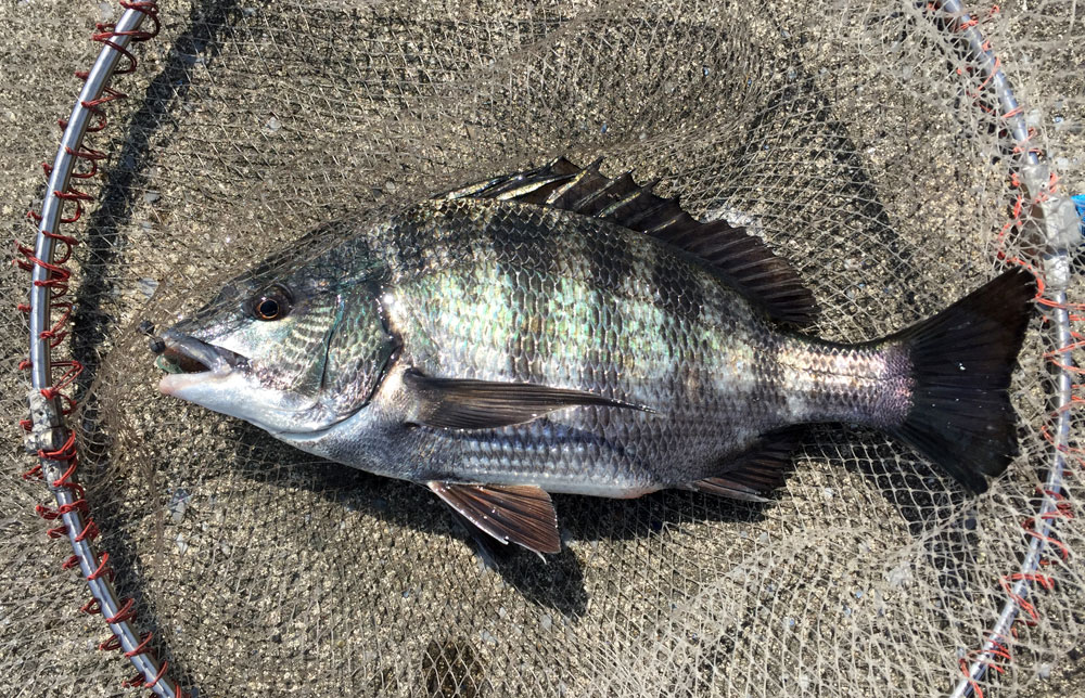 遅すぎる初釣行