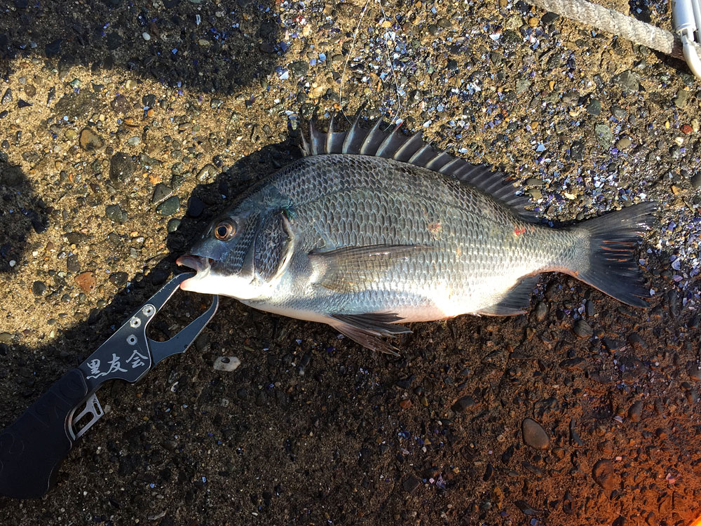 一万円どんに初釣果！