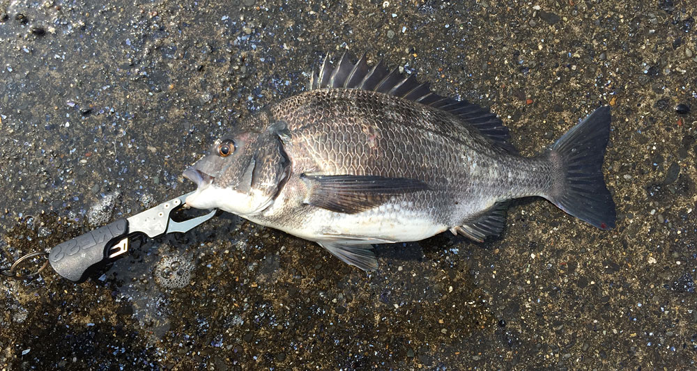一万円どんに初釣果！