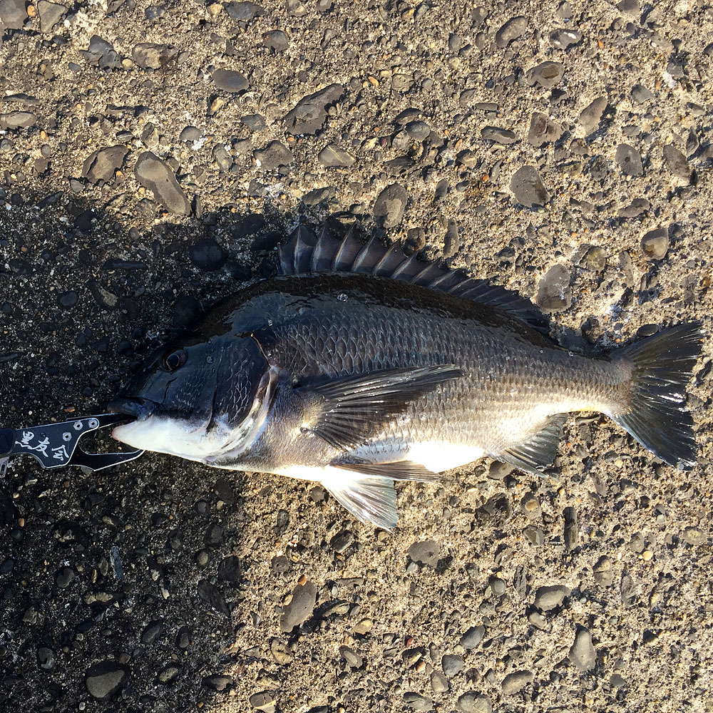 黒鯛の海も季節の変わり目？