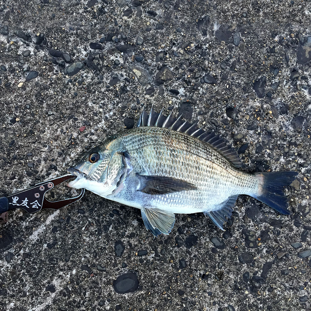 黒鯛の海も季節の変わり目？